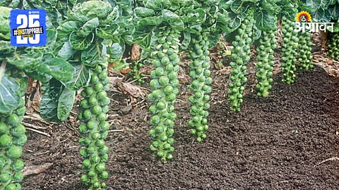 Brussels Sprouts
