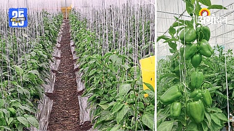 Capsicum Farming
