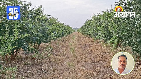Pomegranate Farming