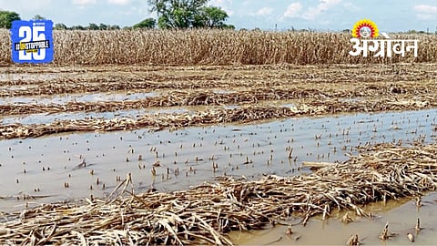 Maize Crop Damage