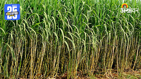 Sugarcane Farming