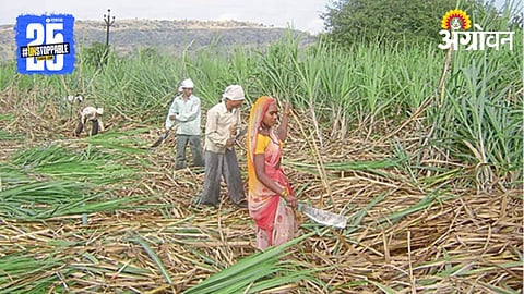 Sugarcane Harvest