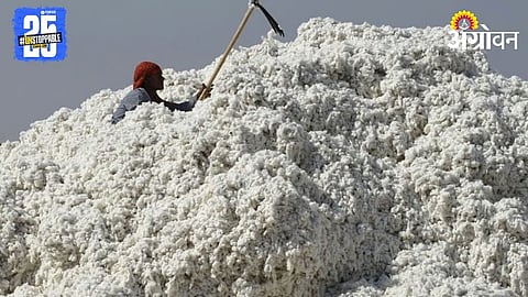 Cotton Procurement