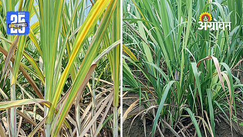 Sugarcane Disease