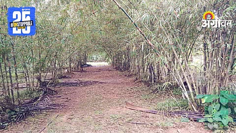 Bamboo Farming