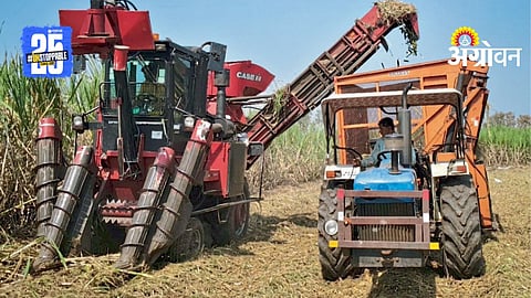 Sugarcane Harvest