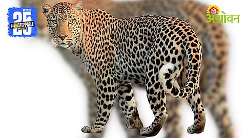 Leopard Management