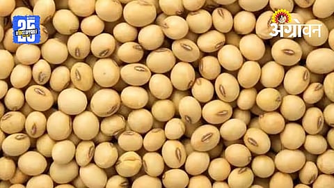 Soybean Procurement