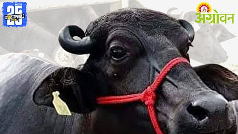 'गोकुळ'ची जातिवंत म्हैस खरेदीसाठी केंद्रे