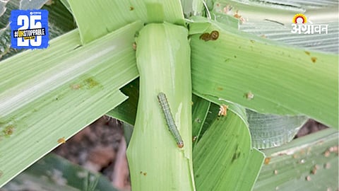Maize Worm