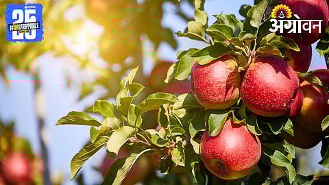 India-New Zealand FTA, Kashmir Apple Farmers