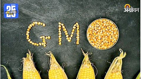 GM Crops