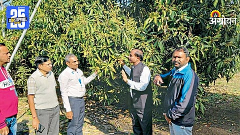 Kesar Mango Quality entre