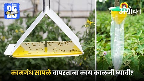 Pheromone Traps: कामगंध सापळ्यांचा वापर करताना काय काळजी घ्यावी? शेतकऱ्यांसाठी महत्त्वाच्या सूचना