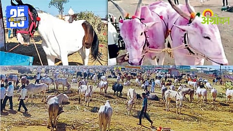 Livestock Exhibition