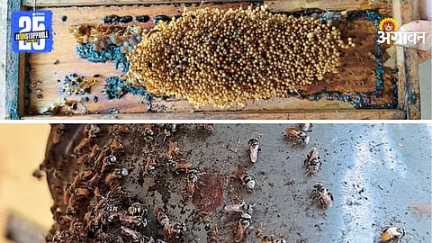 Bee Conservation