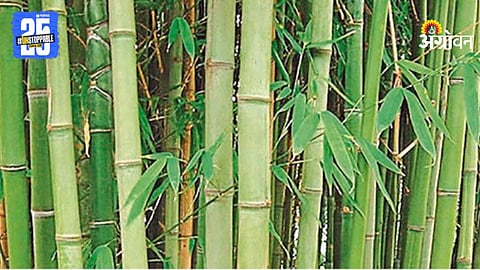 Bamboo Garden