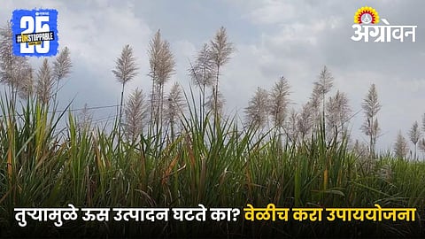 Sugarcane Management