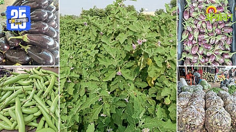 Best brinjal varieties for continuous market demand