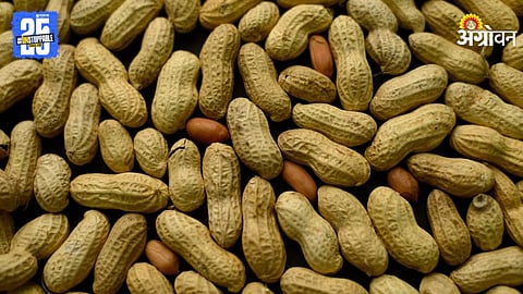 Groundnut
