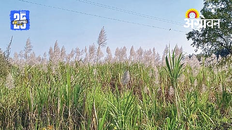 Sugarcane Farming