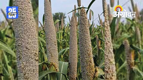 Pearl Millet