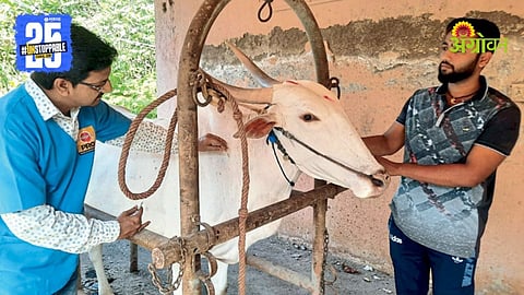 Animal vaccination schedule