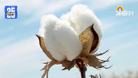 CCI cotton