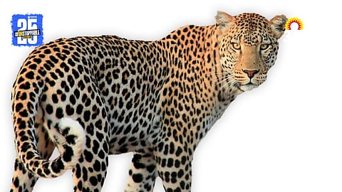 Manikdoh Leopards