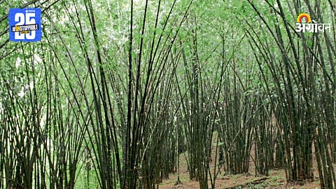 Carbon Sequestration