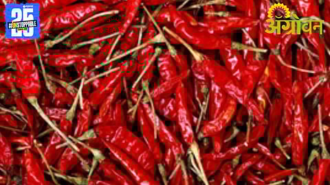 Guntur Chilli Prices