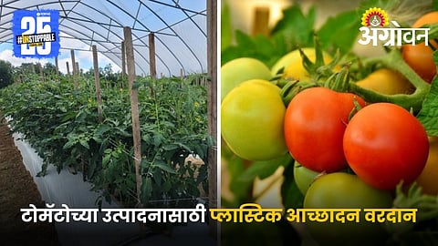 Tomato Plastic Mulching