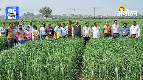 Wheat Research Centre