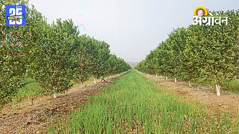 Fruit Orchards