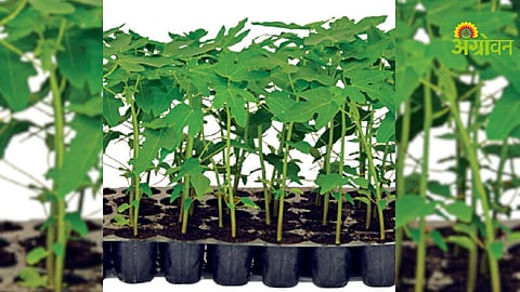 Papaya Seedlings Price