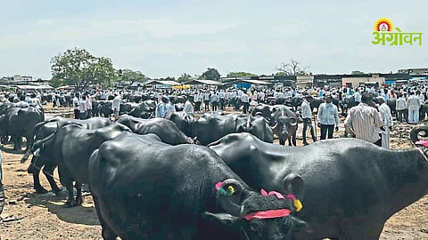 Animal Market Action