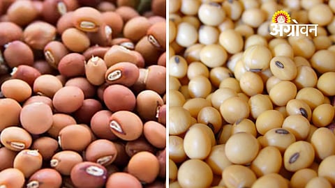 Tur Soyabean Prices