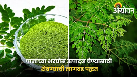 Moringa Leaves Powder