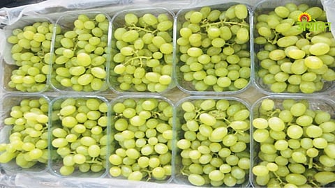 Impact of unseasonal rain on Sangli grape quality and export