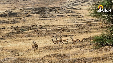 Beauty of Chinkara in the grasslands of Kalas, Indapur