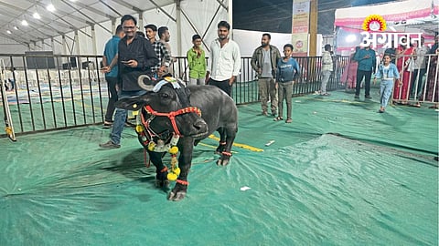 Livestock Exhibition