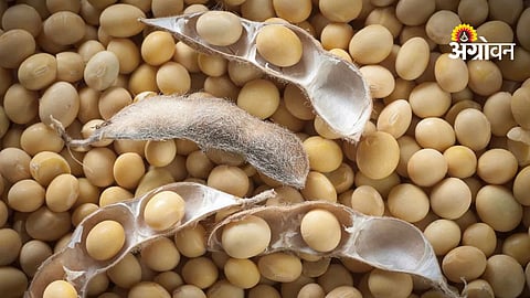 Soybean prices fall due to panic selling