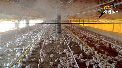 Poultry Farming