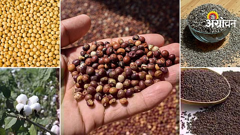 Current market price of Tur, Soybean, Cotton, Jeera and Cumins in Maharashtra