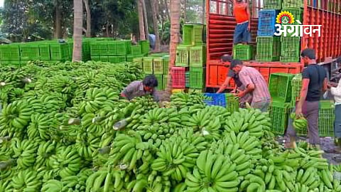 Grand Naine banana cultivation in Jalgaon