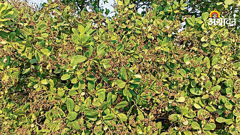 fog impact on cashew flowering