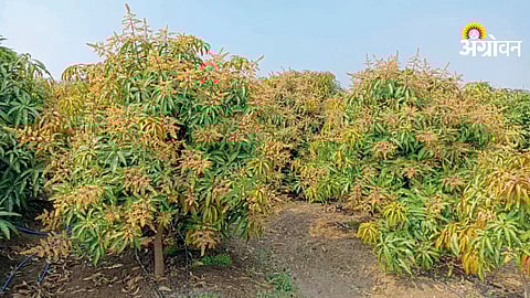 Year round nutrient management in Alphonso mango