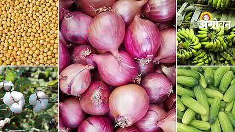 Daily agri market update Maharashtra