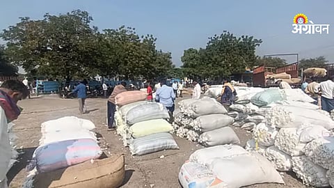 Cotton arrivals drop in Khandesh