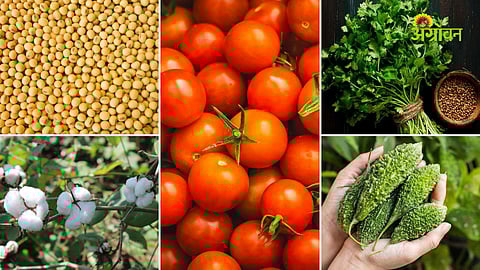 Daily agri commodity market update